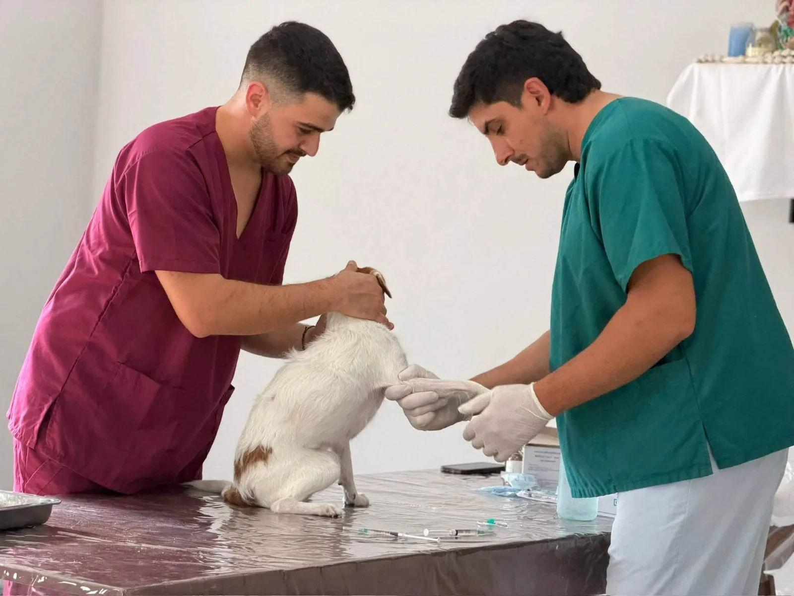 Jornada gratuita de castración de perros y gatos